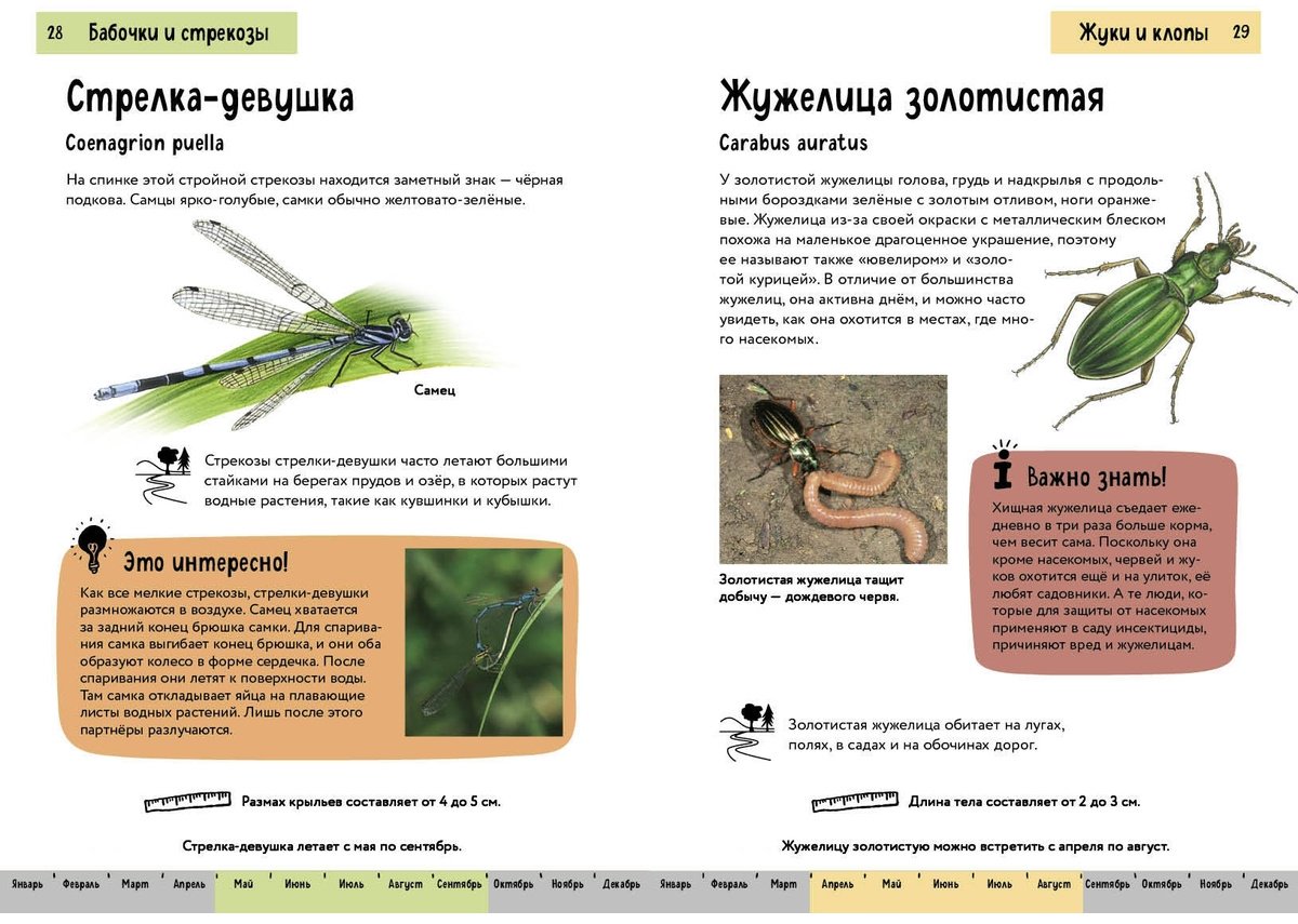Книга Офтринг Б.: Насекомые. Краткий иллюстрированный справочник купить,NaN