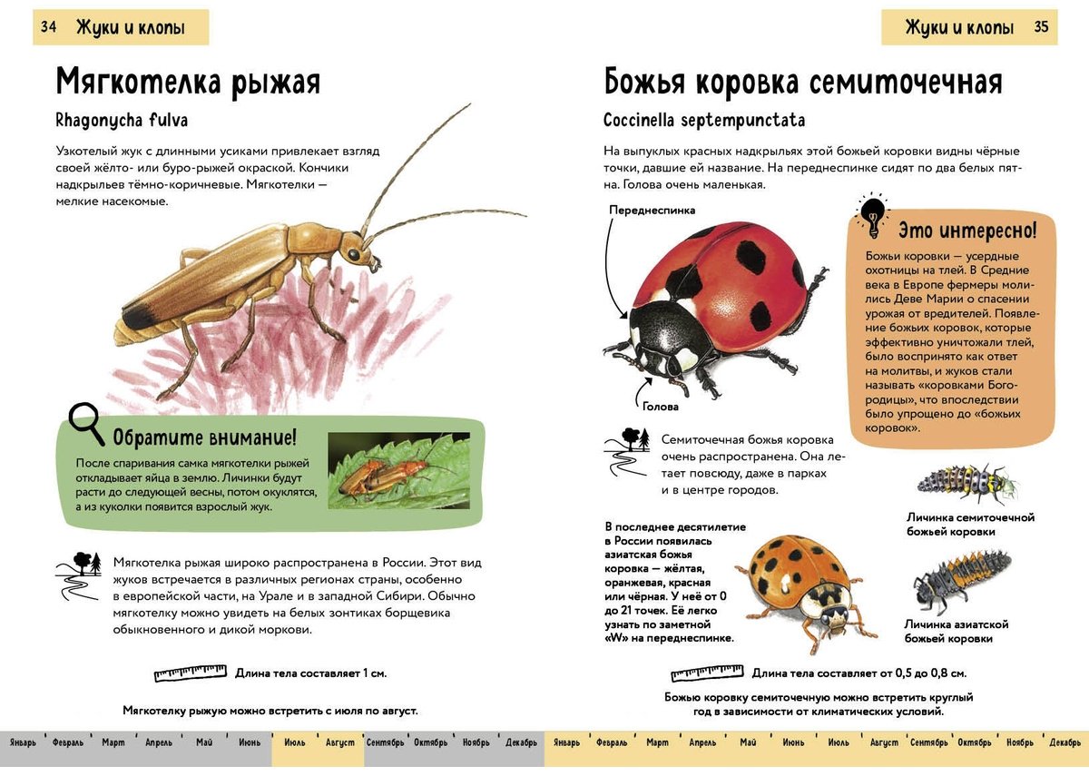Книга Офтринг Б.: Насекомые. Краткий иллюстрированный справочник купить,NaN