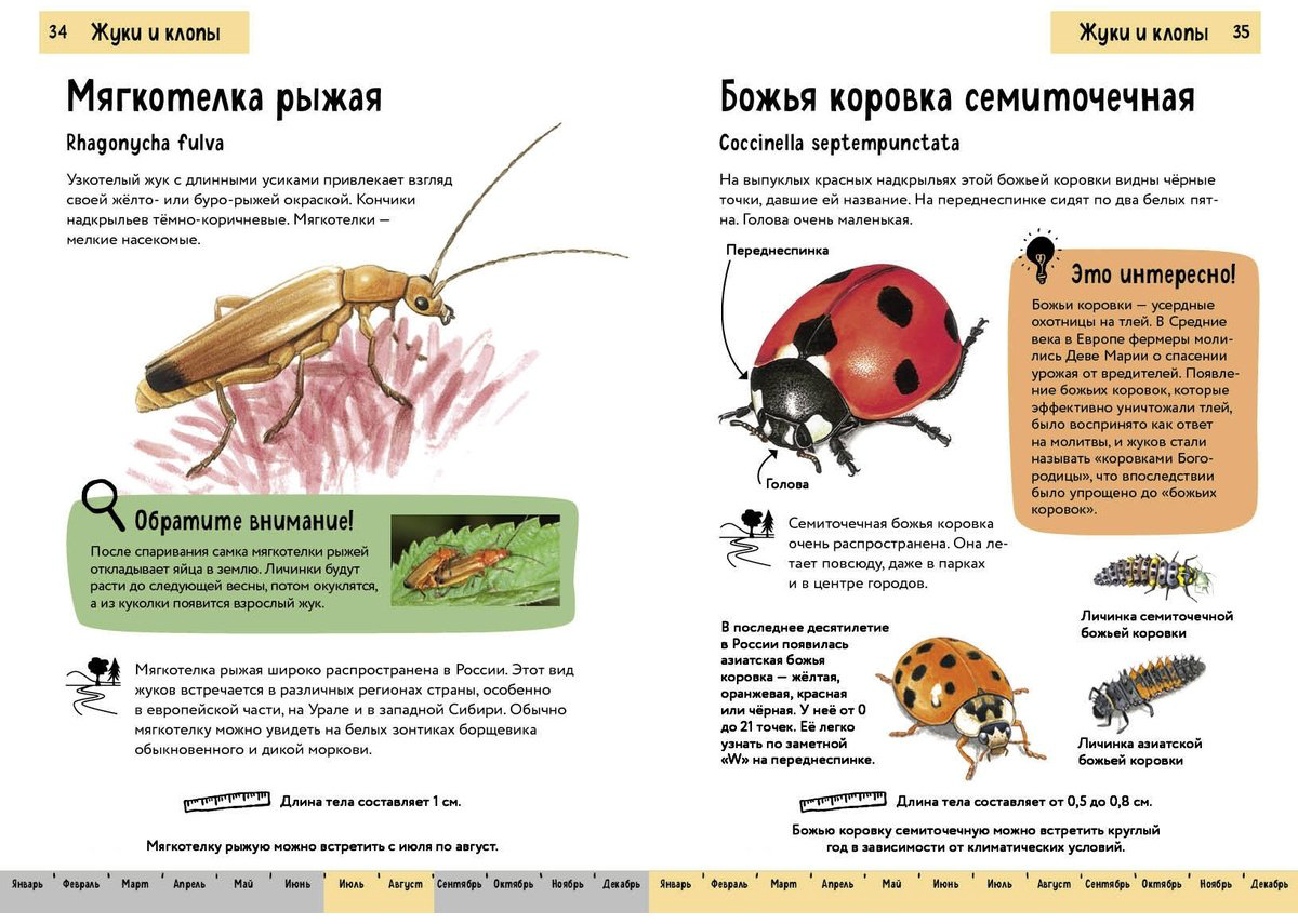 Книга Офтринг Б.: Насекомые. Краткий иллюстрированный справочник купить,NaN