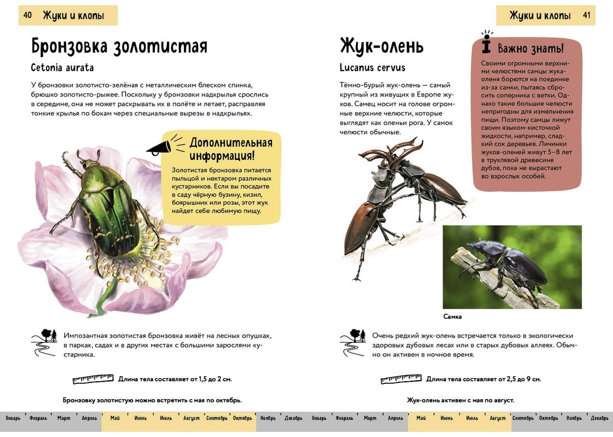 Книга Офтринг Б.: Насекомые. Краткий иллюстрированный справочник купить,NaN