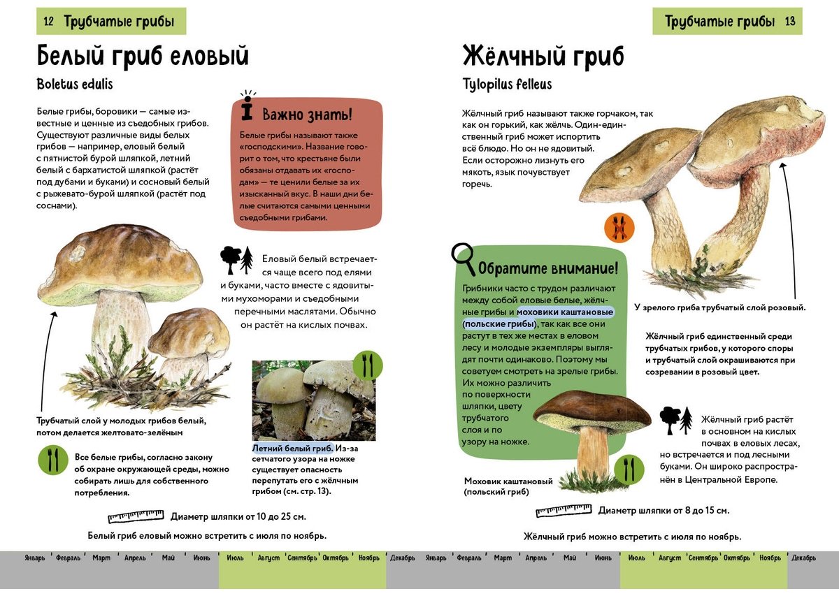 Книга Офтринг Б.: Грибы. Краткий иллюстрированный справочник купить,NaN