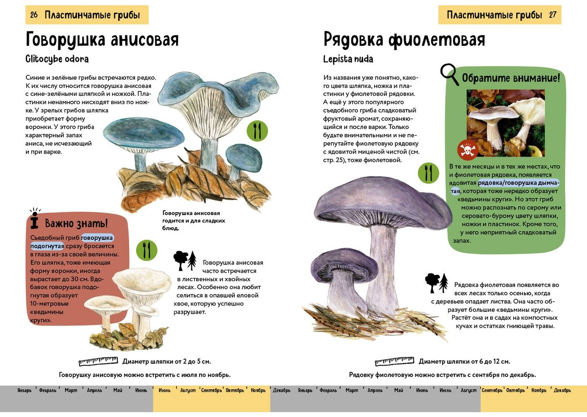 Книга Офтринг Б.: Грибы. Краткий иллюстрированный справочник купить,NaN