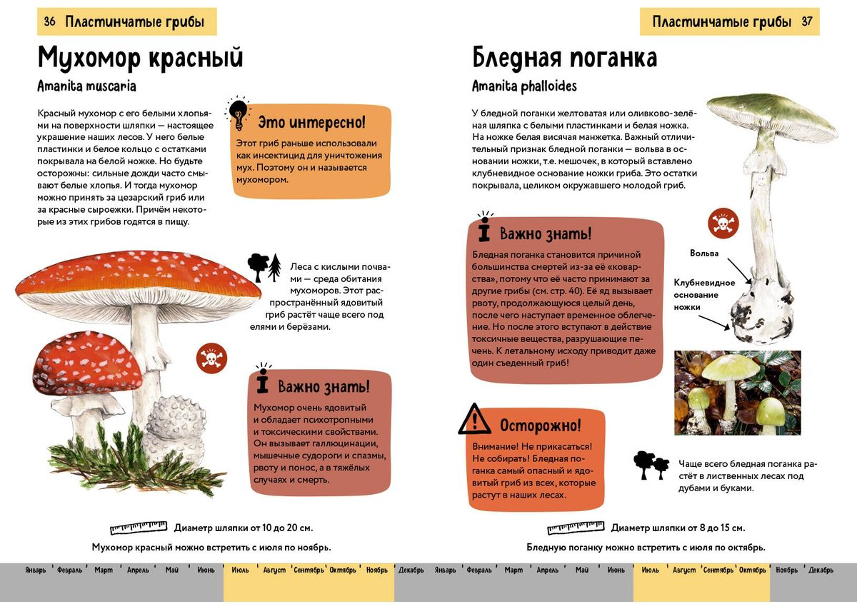 Книга Офтринг Б.: Грибы. Краткий иллюстрированный справочник купить,NaN