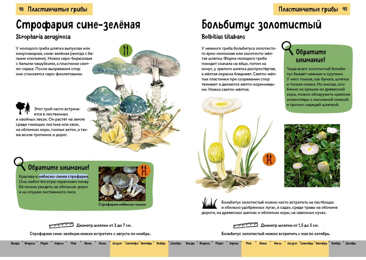 Книга Офтринг Б.: Грибы. Краткий иллюстрированный справочник купить,NaN