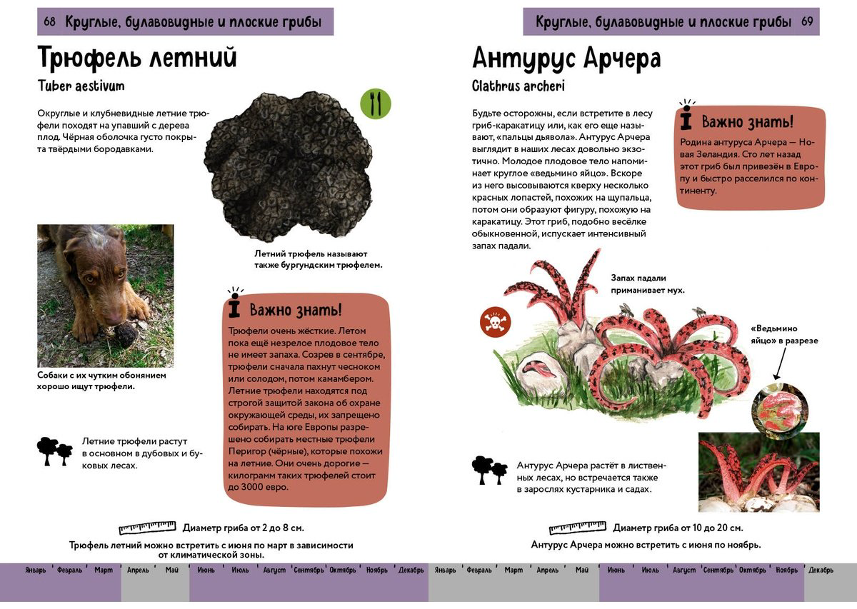 Книга Офтринг Б.: Грибы. Краткий иллюстрированный справочник купить,NaN