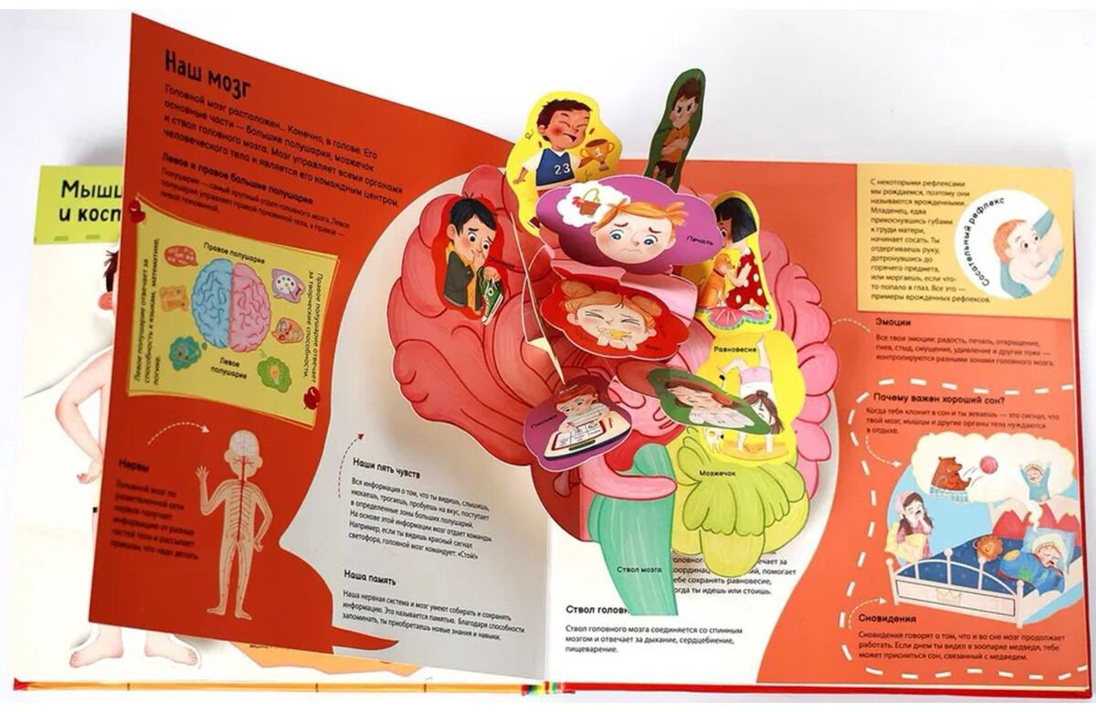 Книга Я и мое тело.&nbsp;POP-UP купить,NaN