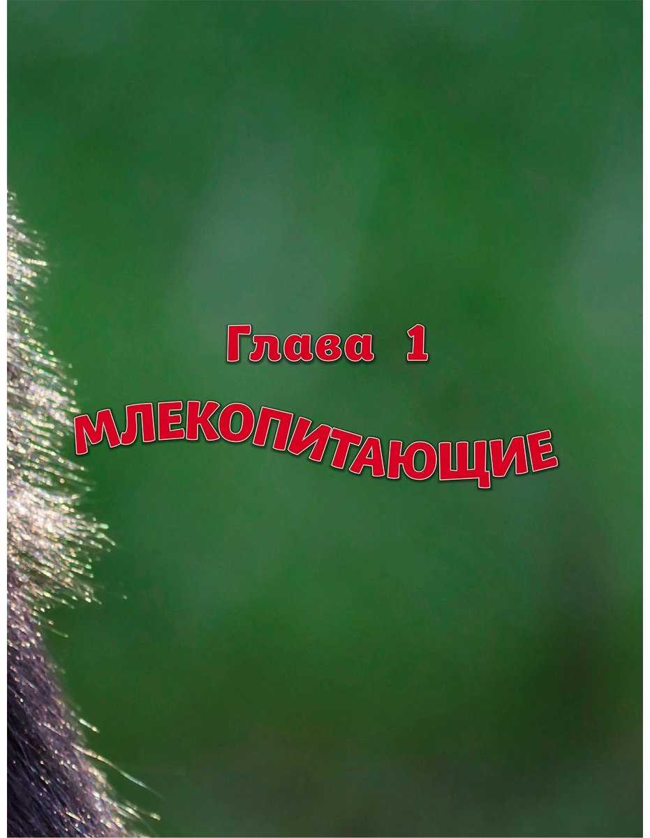 Книга Без автора: Самые милые животные.&nbsp;Большая энциклопедия для маленьких купить,NaN