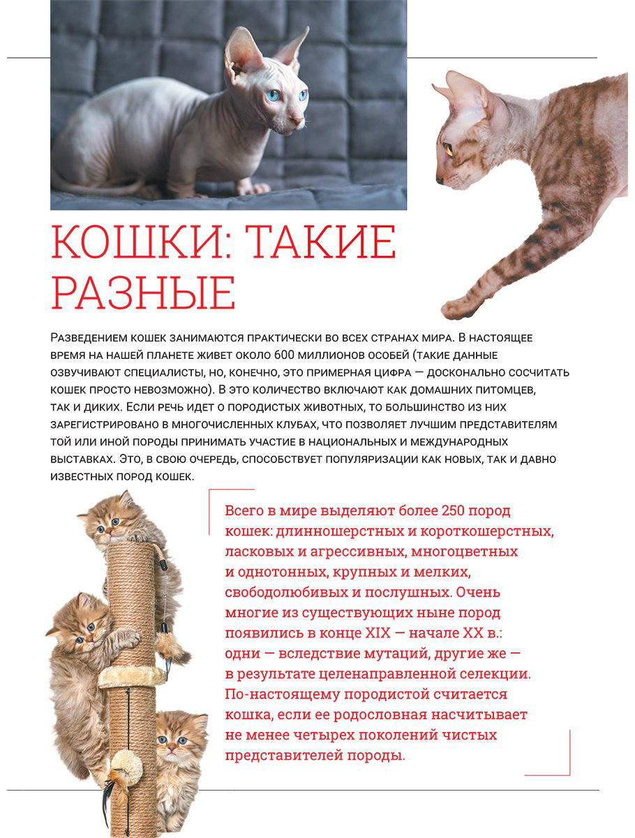 Книга Смирнов Д. С., Спектор А. А.: Кошки. Большая визуальная энциклопедия купить,NaN