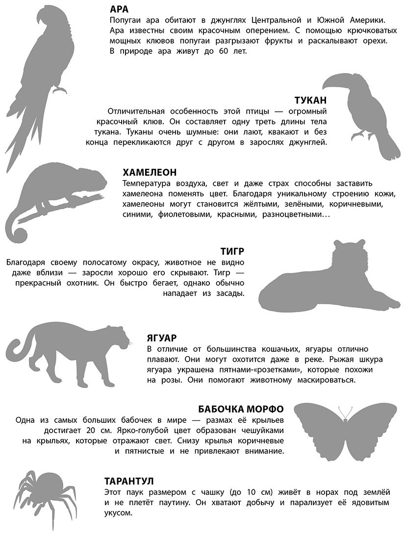 Наклейки Альбом Эксмо В джунглях 978-5-04-191535-3 150 купить,NaN