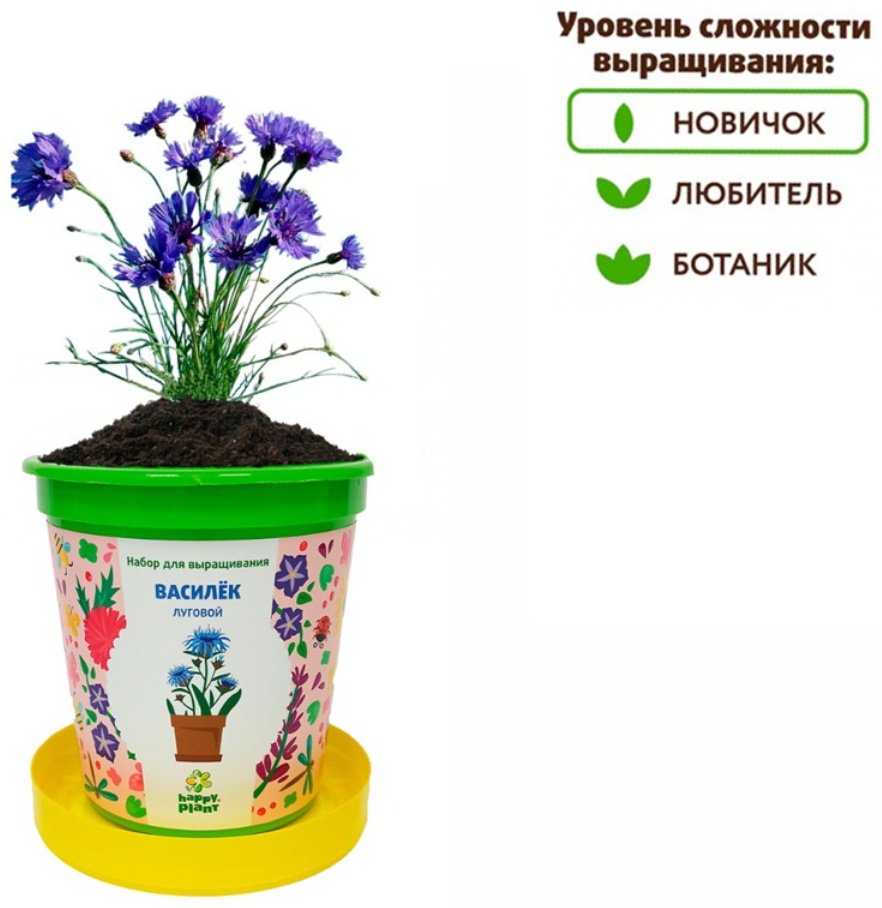 Выращивание растений Happy Plant Василек луговой