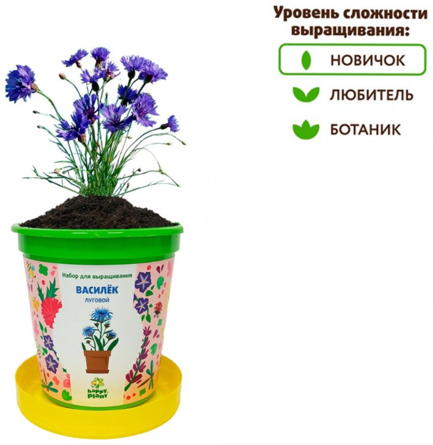 Выращивание растений Happy Plant Василек луговой купить,NaN