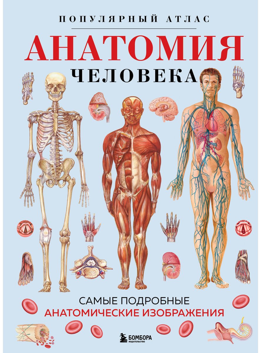 Книга Без автора: Анатомия человека.&nbsp;Популярный атлас. Самые подробные анатомические изображения купить,NaN
