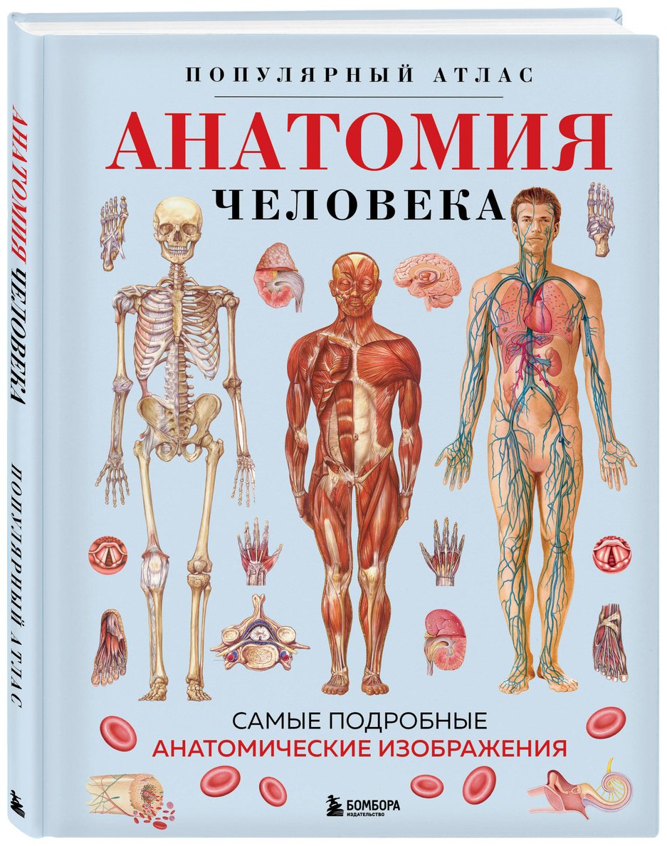 Книга Без автора: Анатомия человека.&nbsp;Популярный атлас. Самые подробные анатомические изображения купить,NaN