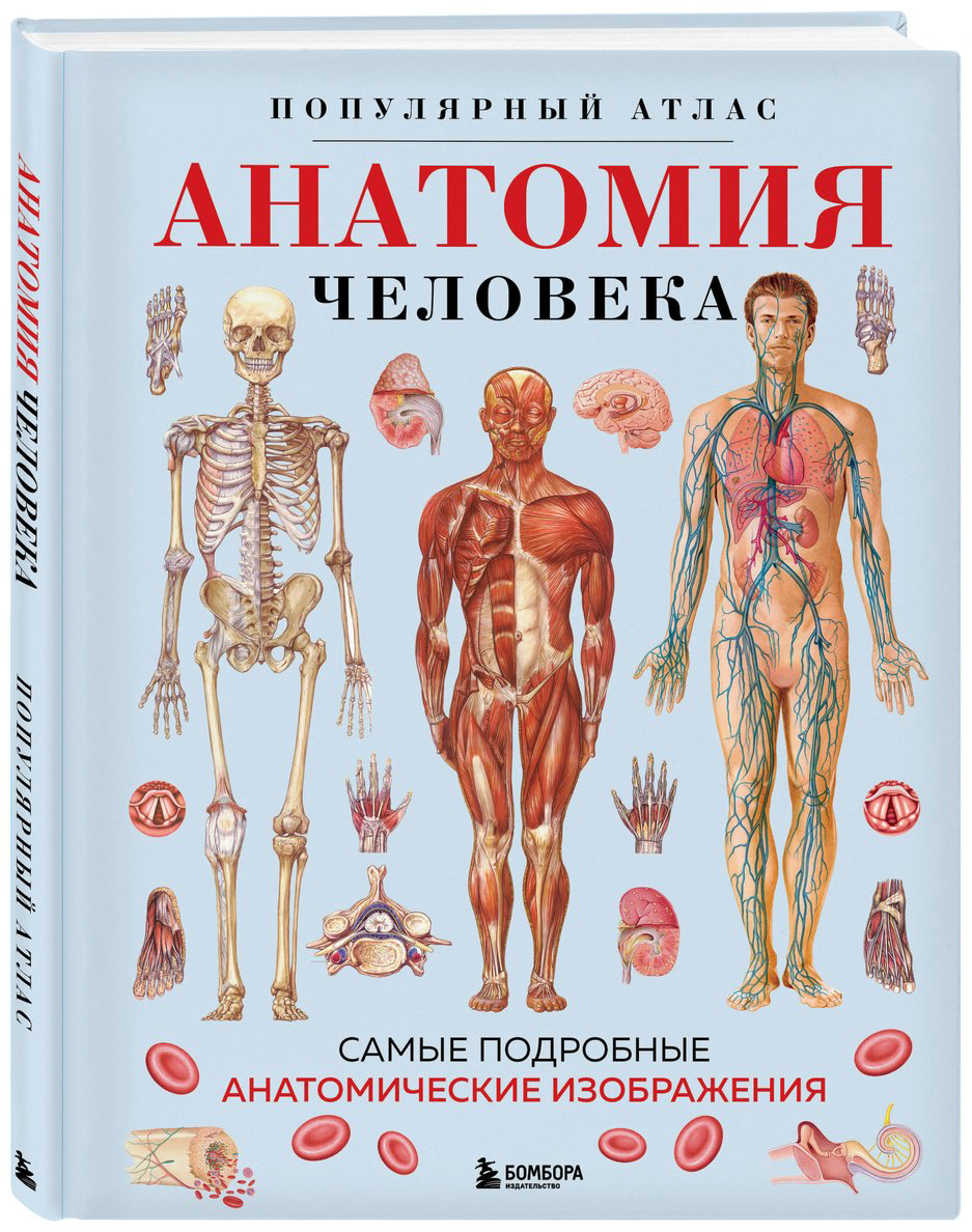 Книга Без автора: Анатомия человека.&nbsp;Популярный атлас. Самые подробные анатомические изображения купить,NaN