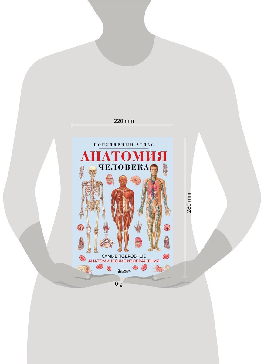 Книга Без автора: Анатомия человека.&nbsp;Популярный атлас. Самые подробные анатомические изображения купить,NaN