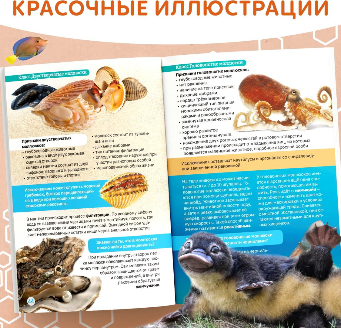 Книга А. Бажева: Книга «Биология для детей», 68 стр. купить,NaN