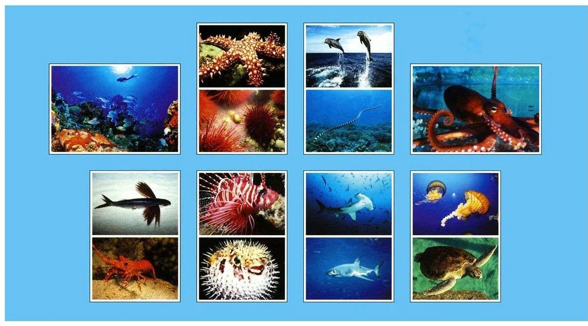 Книга Мир в картинках. Морские обитатели купить,NaN