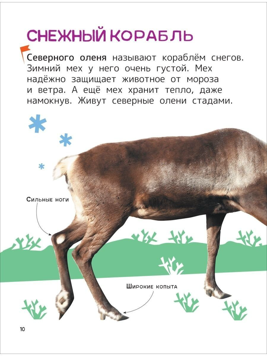 Книга Гальцева С. Н., Клюшник Л. В.: Животные. Энциклопедия для первого чтения с крупными буквами купить,NaN