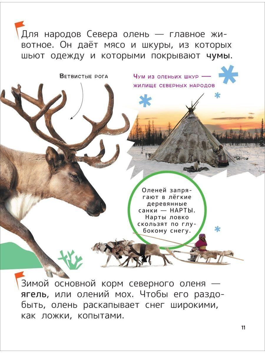 Книга Гальцева С. Н., Клюшник Л. В.: Животные. Энциклопедия для первого чтения с крупными буквами купить,NaN
