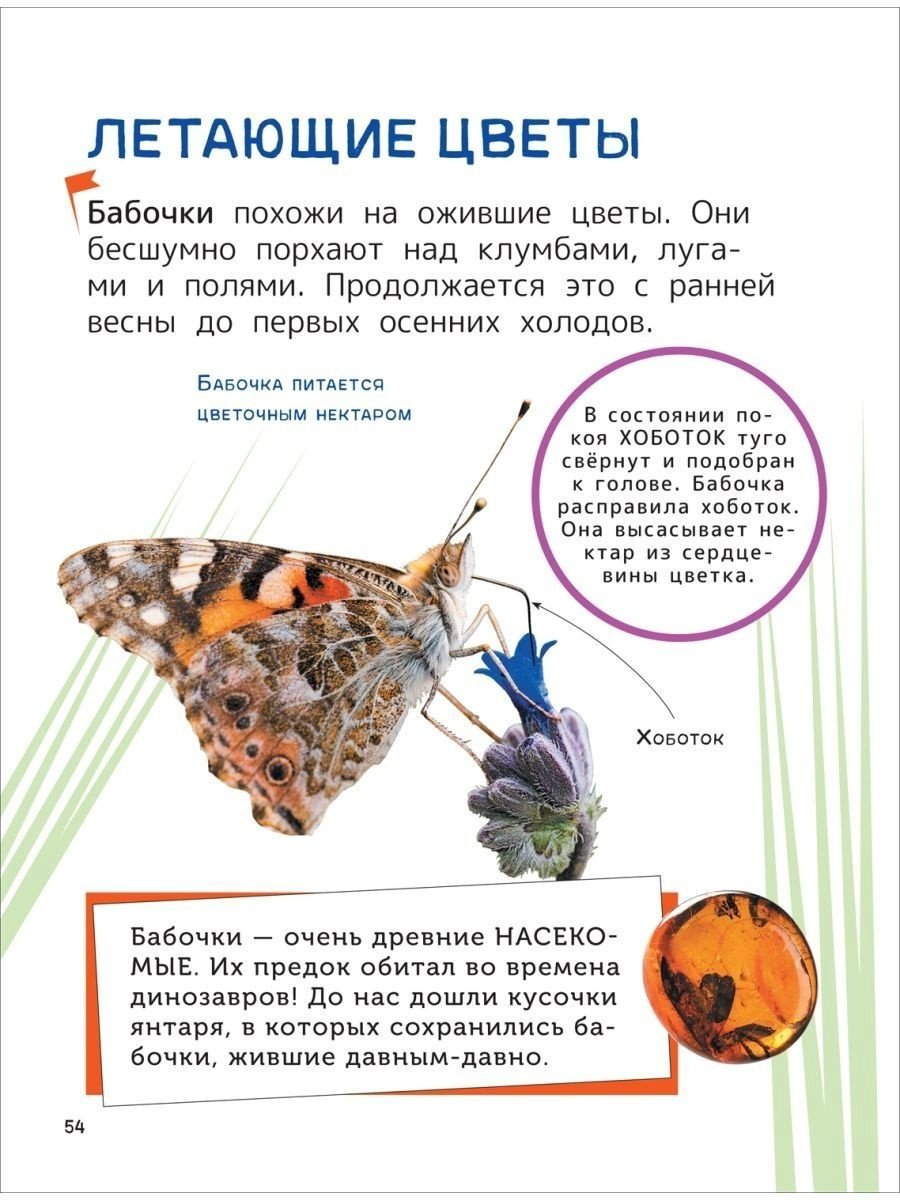 Книга Гальцева С. Н., Клюшник Л. В.: Животные. Энциклопедия для первого чтения с крупными буквами купить,NaN