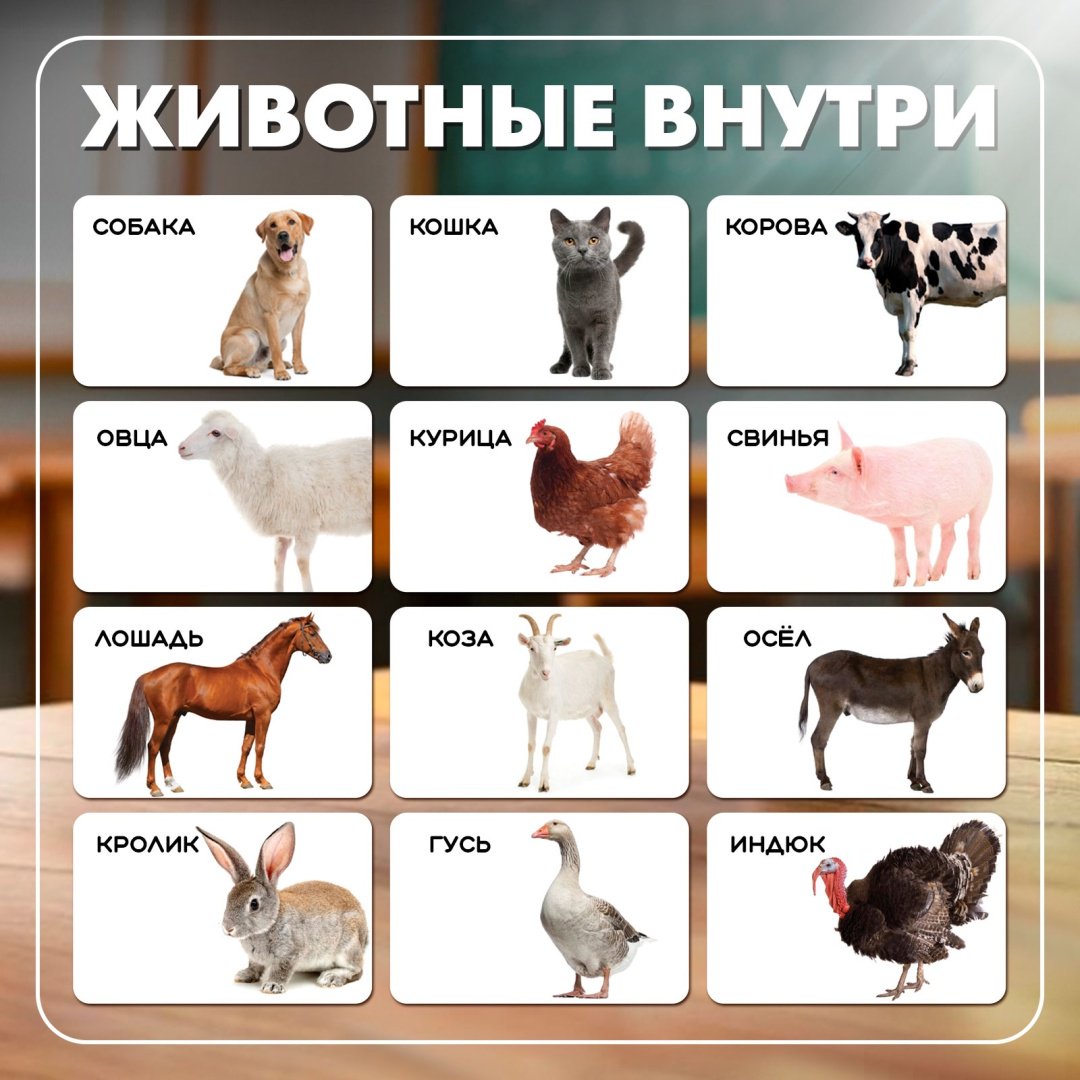 Обучающий набор IQ-ZABIAKA Умникуб Домашние животные купить,0