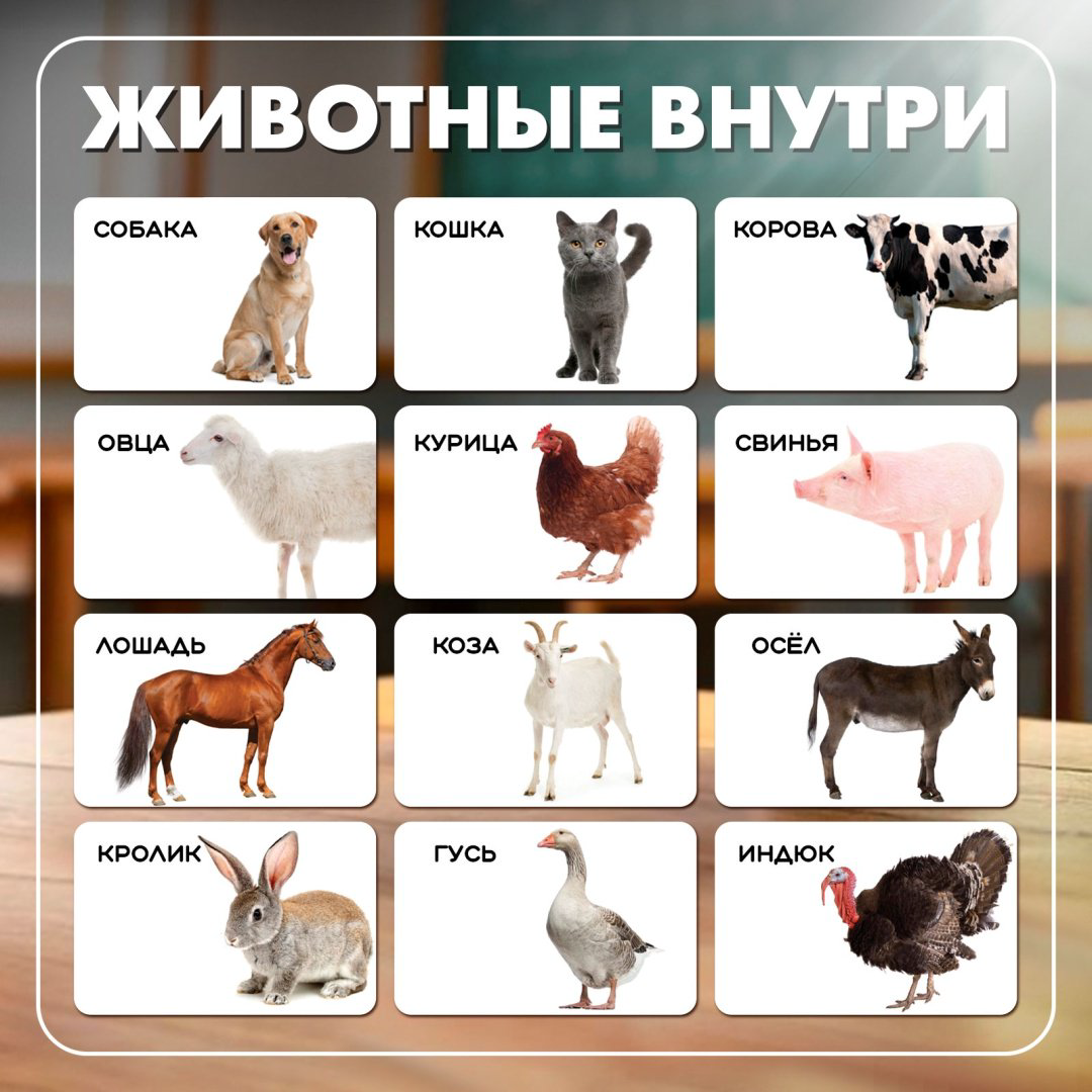 Обучающий набор IQ-ZABIAKA Умникуб Домашние животные купить,2200