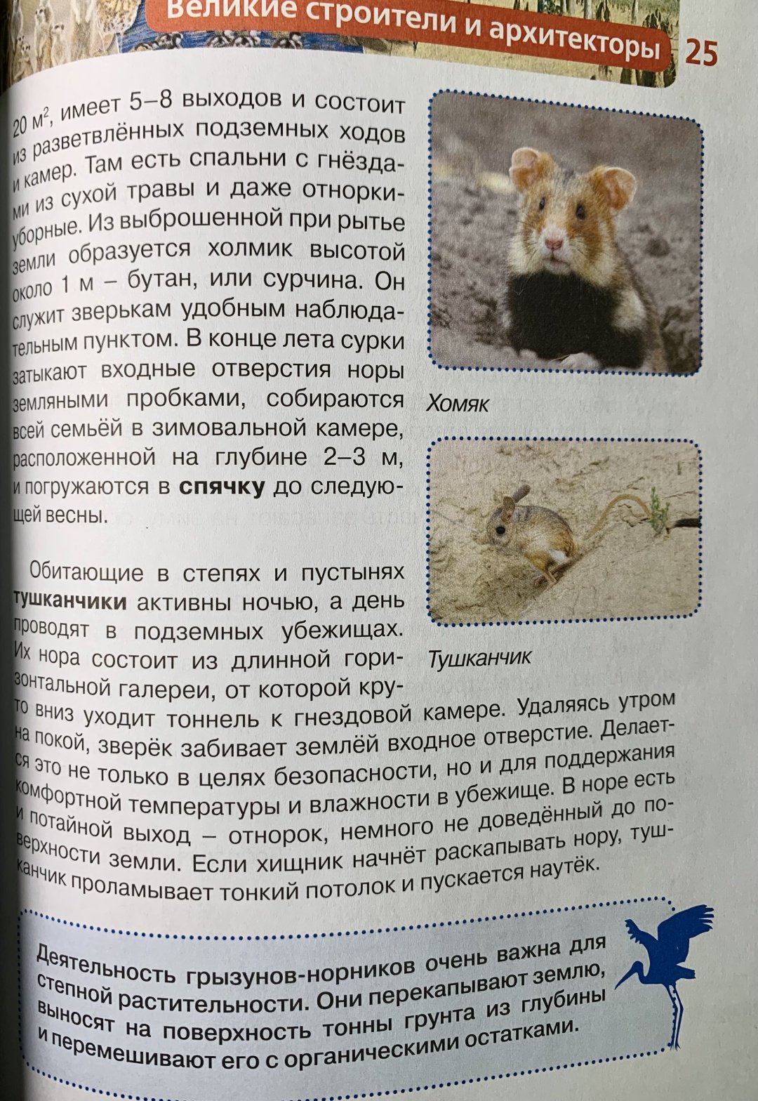 Книга Росмэн: Детская энциклопедия. Удивительные животные купить,NaN