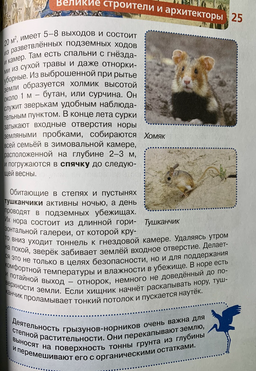 Книга Росмэн: Детская энциклопедия. Удивительные животные купить,NaN
