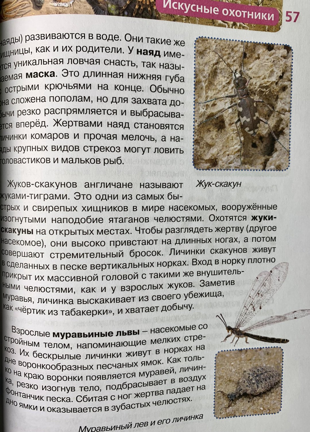 Книга Росмэн: Детская энциклопедия. Удивительные животные купить,NaN