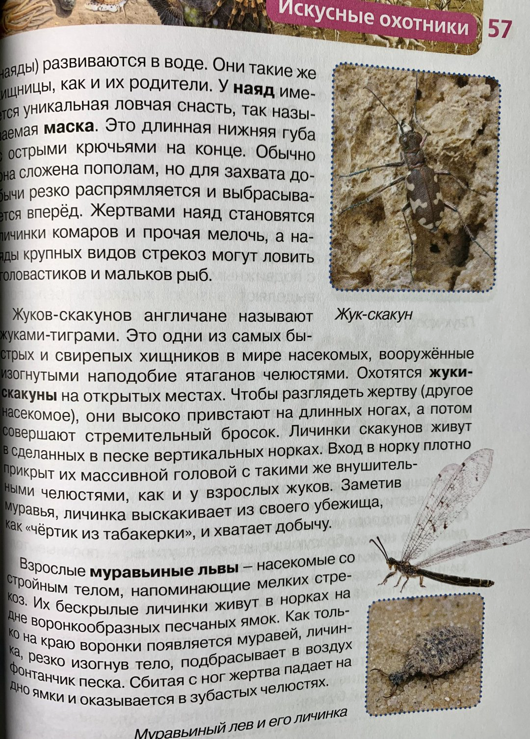 Книга Росмэн: Детская энциклопедия. Удивительные животные купить,NaN