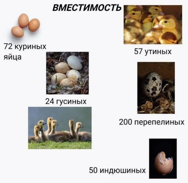 Инкубатор, вместимость: 72 шт - ForteMarket Инкубатор, вместимость: 72 шт купить,0