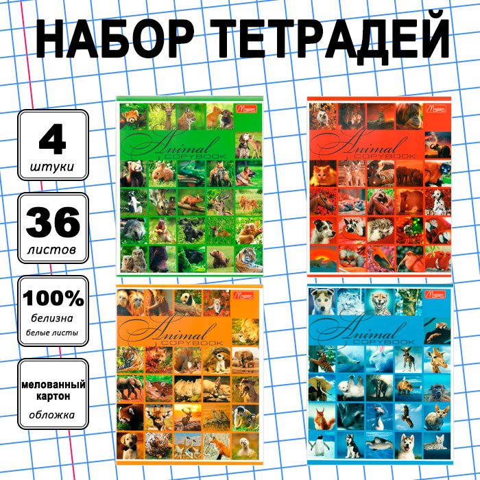 Набор общих тетрадей Magister Animals World, 36 л, А5+, клетка, мягкая обложка, 4 шт купить,NaN