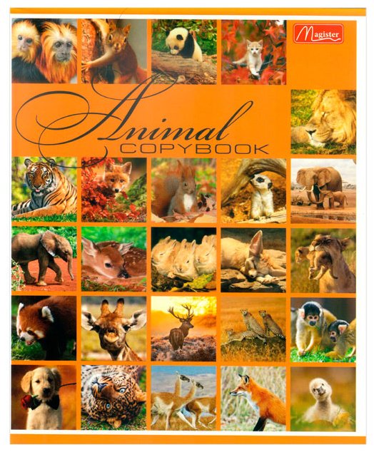 Набор общих тетрадей Magister Animals World, 36 л, А5+, клетка, мягкая обложка, 4 шт купить,NaN