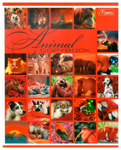 Набор общих тетрадей Magister Animals World, 36 л, А5+, клетка, мягкая обложка, 4 шт купить,NaN
