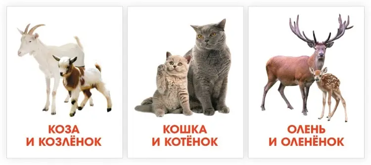 Карточки Проф-Пресс ОБУЧАЮЩИЕ КАРТОЧКИ европодвес. МАМЫ И МАЛЫШИ купить,NaN