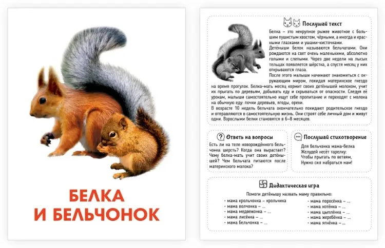 Карточки Проф-Пресс ОБУЧАЮЩИЕ КАРТОЧКИ европодвес. МАМЫ И МАЛЫШИ купить,NaN