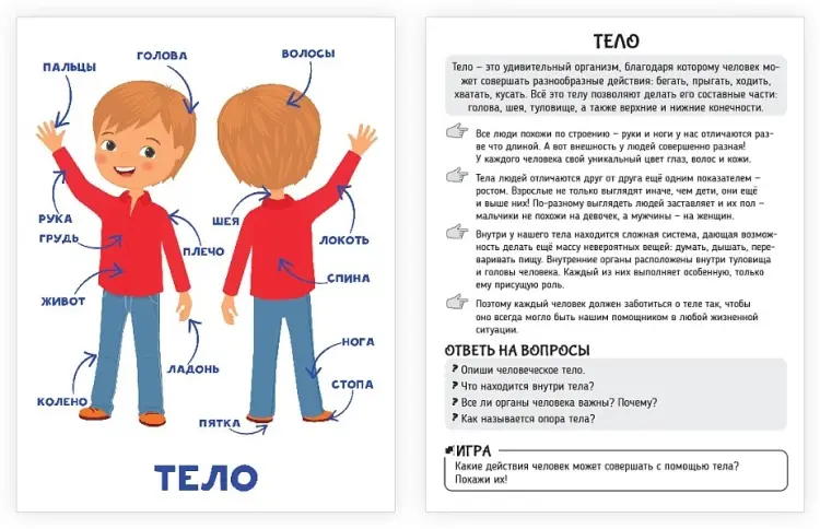 Карточки Тело человека купить,NaN