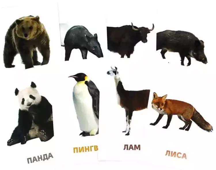 Карточки дикие живоные купить,NaN