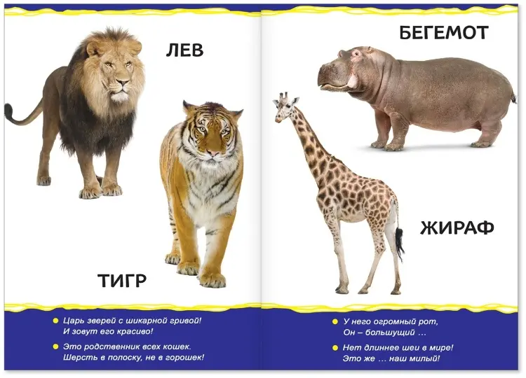 Книга Животные зоопарка купить,NaN