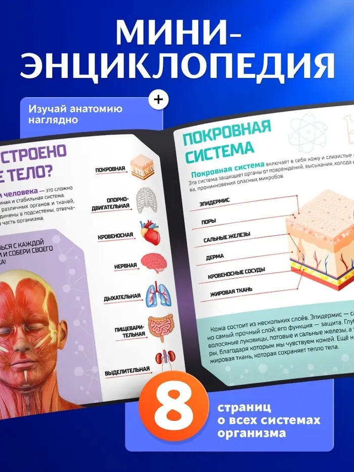 Набор Эврики Набор для опытов «Строение тела», анатомия человека купить,NaN
