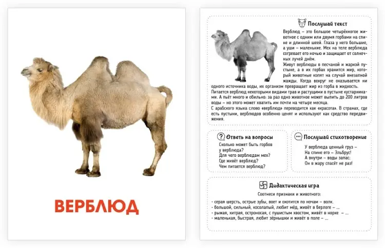 Карточки Проф-Пресс Дикие животные купить,NaN