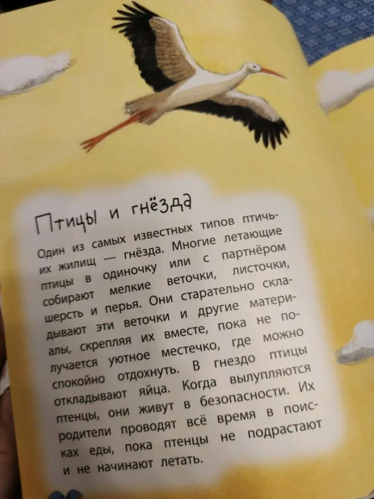 Книга Алехандро Альгарра: Алехандро Альгарра: Где живут животные купить,NaN