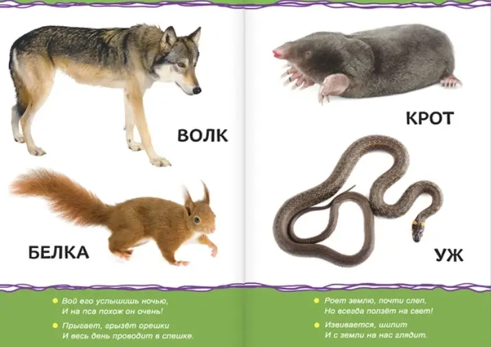Книга Животные леса купить,NaN