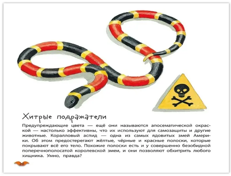 Книга Алехандро Альгарра: Алехандро Альгарра: Цвета животных купить,NaN