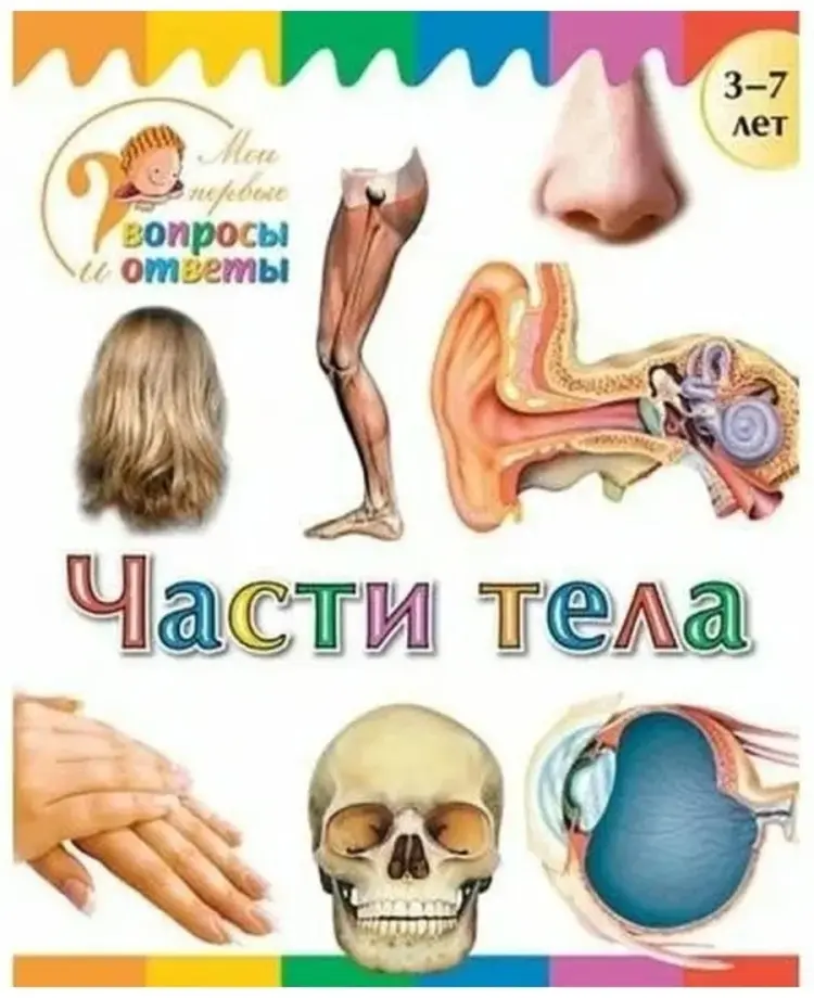 Книга Без автора: Без автора: Мои первые вопросы и ответы. Части тела купить,NaN