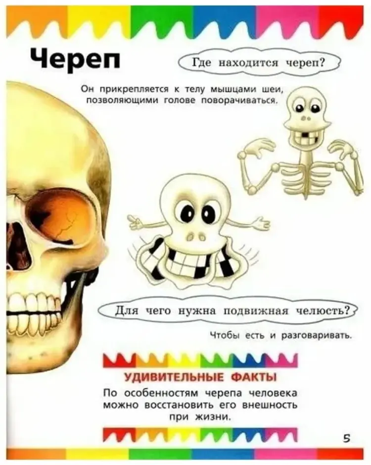 Книга Без автора: Без автора: Мои первые вопросы и ответы. Части тела купить,NaN