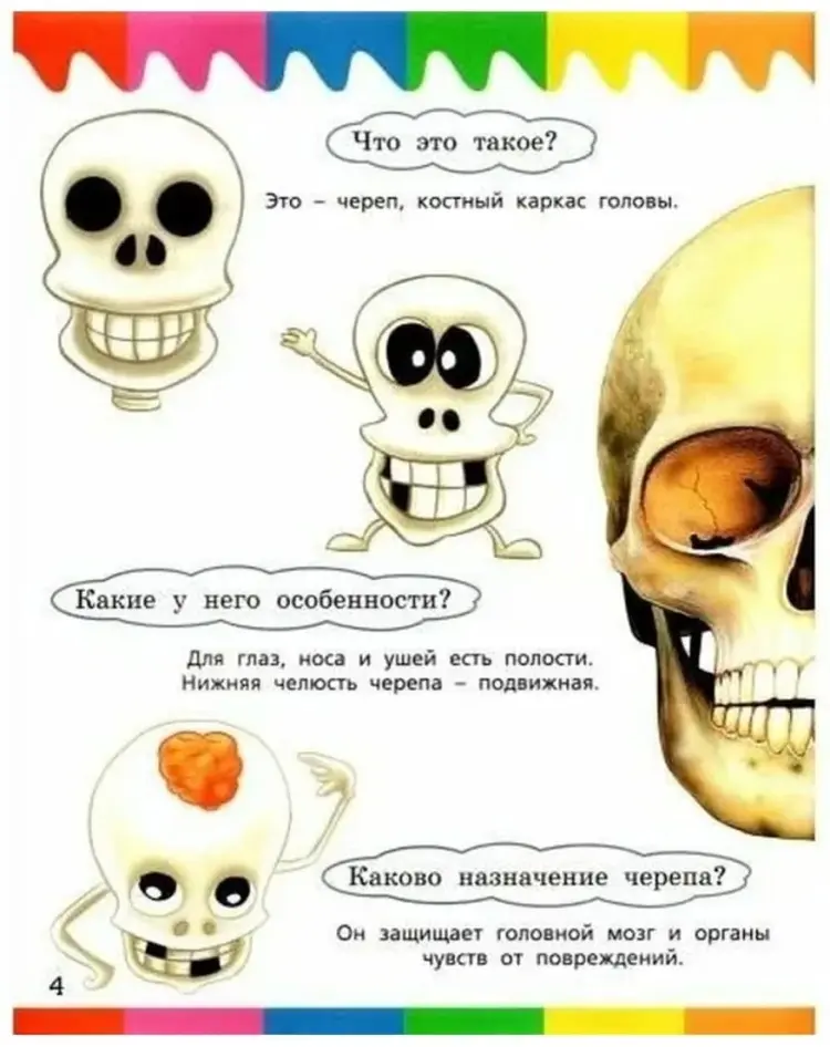 Книга Без автора: Без автора: Мои первые вопросы и ответы. Части тела купить,NaN