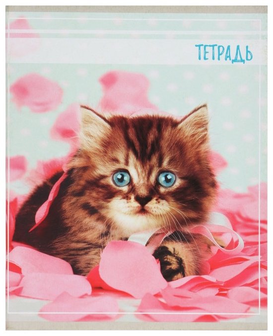 Набор общих тетрадей Calligrata Котята, 36 л, А5+, клетка, мягкая обложка, 5 шт купить,NaN