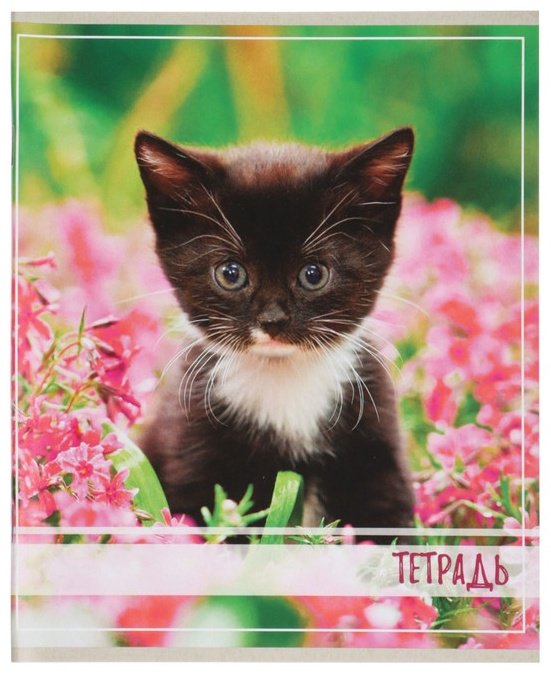 Набор общих тетрадей Calligrata Котята, 36 л, А5+, клетка, мягкая обложка, 5 шт купить,NaN
