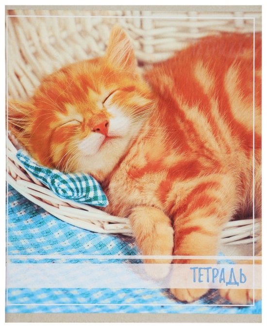 Набор общих тетрадей Calligrata Котята, 36 л, А5+, клетка, мягкая обложка, 5 шт купить,NaN